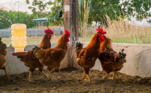 cuidados-na-criacao-de-aves-de-subsistencia-evitam-doencas-e-prejuizos