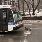 peru-encara-onibus-e-provoca-engarrafamento-em-nova-york