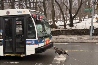peru-encara-onibus-e-provoca-engarrafamento-em-nova-york