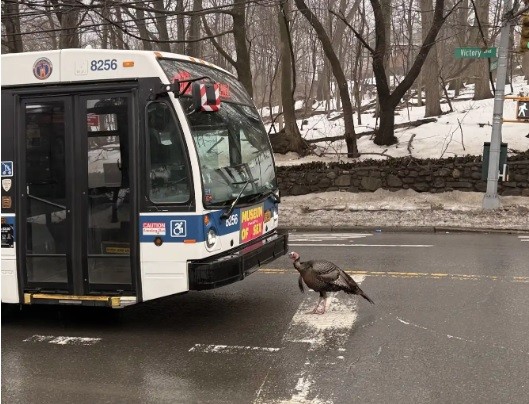 peru-encara-onibus-e-provoca-engarrafamento-em-nova-york