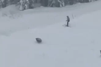 ursos-invadem-pista-de-esqui-nos-eua-e-surpreendem-turistas;-assista