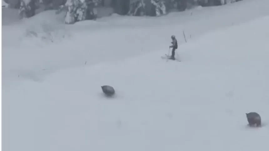 ursos-invadem-pista-de-esqui-nos-eua-e-surpreendem-turistas;-assista