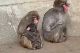 apos-conquistar-internet,-punch-ja-tem-amigos:-“resiliencia”