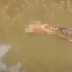 crocodilo-de-6-metros-e-visto-carregando-corpo-de-mulher-desaparecida