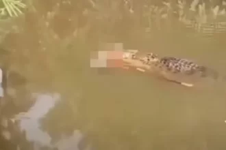 crocodilo-de-6-metros-e-visto-carregando-corpo-de-mulher-desaparecida
