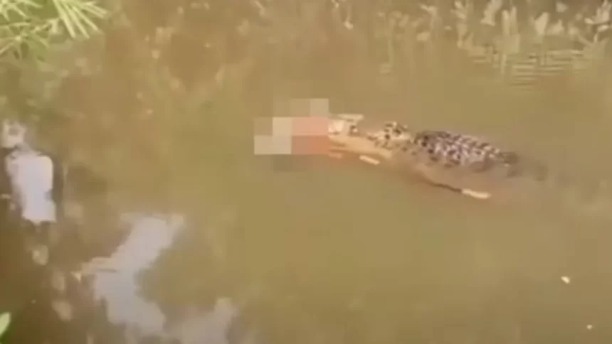 crocodilo-de-6-metros-e-visto-carregando-corpo-de-mulher-desaparecida