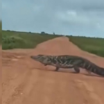 jacare-atravessando-estrada-no-tocantins-impressiona-pelo-tamanho;