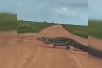 jacare-atravessando-estrada-no-tocantins-impressiona-pelo-tamanho;