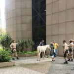 cavalo-circula-pela-avenida-presidente-vargas-no-meio-do-carros,-entra-na-prefeitura-do-rio-e-e-resgatado