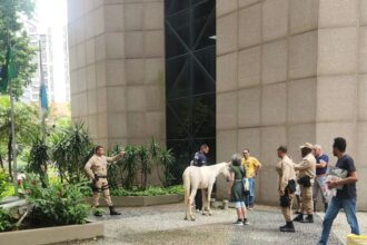 cavalo-circula-pela-avenida-presidente-vargas-no-meio-do-carros,-entra-na-prefeitura-do-rio-e-e-resgatado