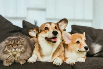 estatuto-dos-caes-e-gatos-preve-penas-para-quem-maltratar-animais