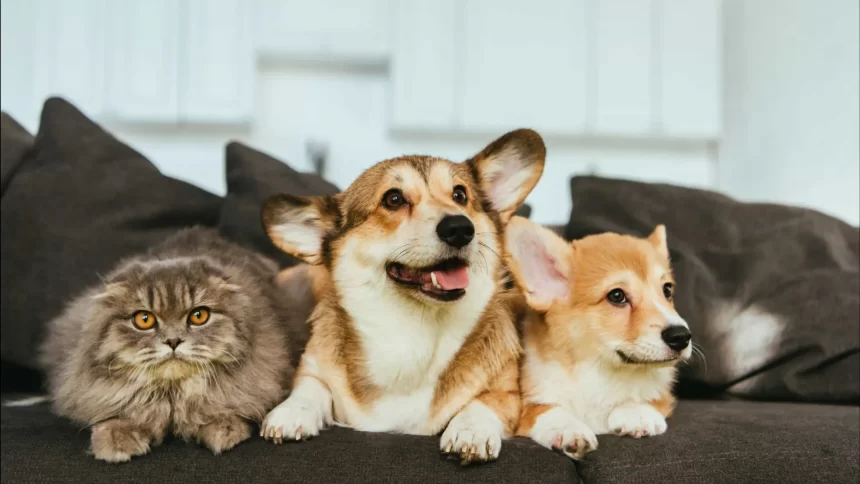 estatuto-dos-caes-e-gatos-preve-penas-para-quem-maltratar-animais