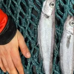 peixes-aparecem-mortos-em-rio-de-sc-e-defesa-civil-investiga-duas-causas