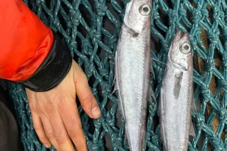 peixes-aparecem-mortos-em-rio-de-sc-e-defesa-civil-investiga-duas-causas