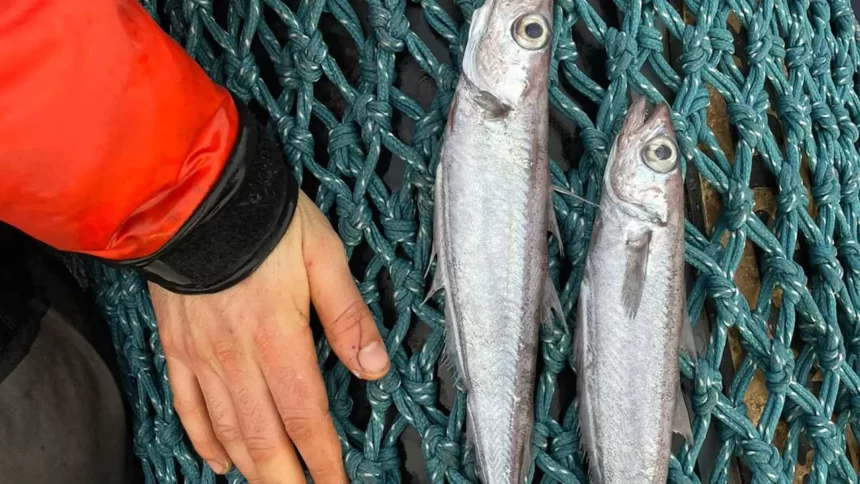 peixes-aparecem-mortos-em-rio-de-sc-e-defesa-civil-investiga-duas-causas