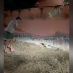 jacare-surge-no-portao-de-casa-e-deixa-moradora-‘apavorada’-no-interior-do-tocantins;