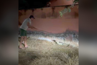 jacare-surge-no-portao-de-casa-e-deixa-moradora-‘apavorada’-no-interior-do-tocantins;