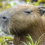 capivara-e-anta-brasileira,-amigas,-sao-sacrificadas-em-zoo-na-inglaterra