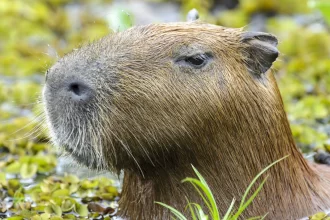 capivara-e-anta-brasileira,-amigas,-sao-sacrificadas-em-zoo-na-inglaterra