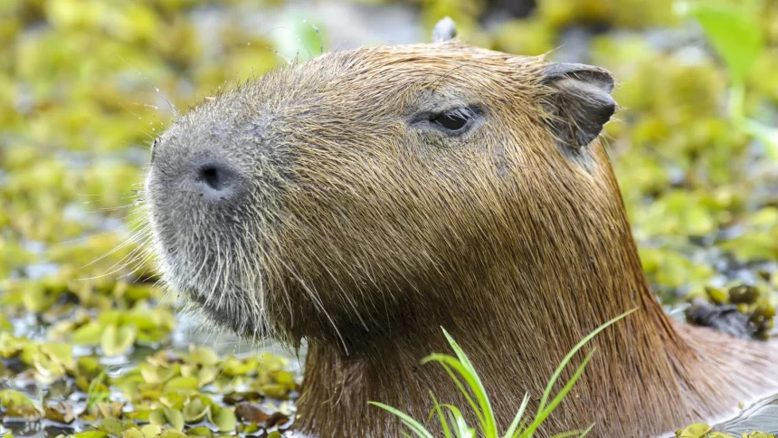 capivara-e-anta-brasileira,-amigas,-sao-sacrificadas-em-zoo-na-inglaterra