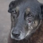 laudo-mostra-que-cao-orelha-nao-sofreu-fraturas-causadas-por-acao-humana