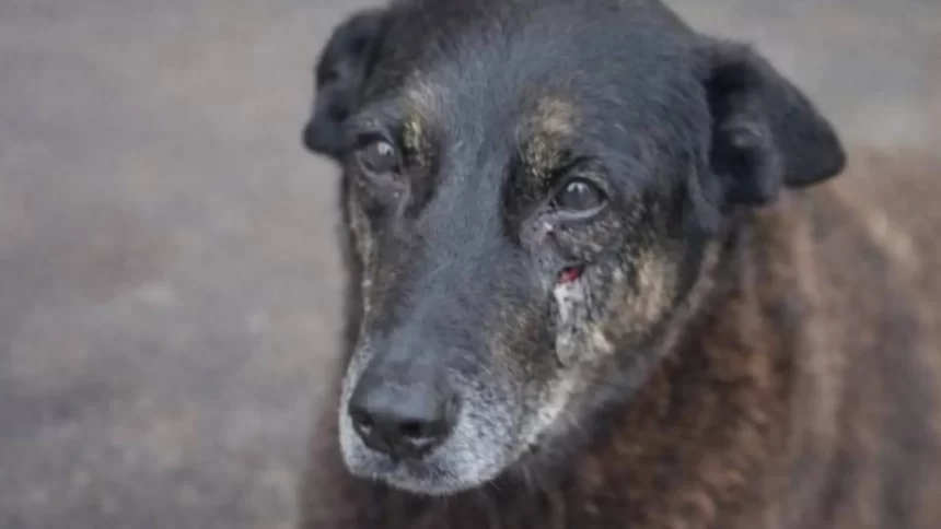 laudo-mostra-que-cao-orelha-nao-sofreu-fraturas-causadas-por-acao-humana