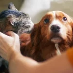 senado-aprova-politica-de-protecao-a-animais-resgatados-em-desastres