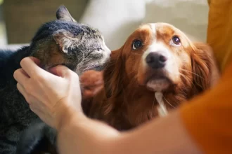 senado-aprova-politica-de-protecao-a-animais-resgatados-em-desastres