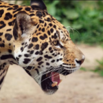 nortesys-renova-marca-e-acelera-inovacao-para-liderar-a-reforma-tributaria