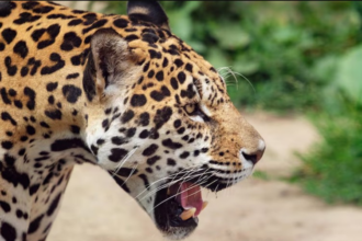 nortesys-renova-marca-e-acelera-inovacao-para-liderar-a-reforma-tributaria