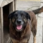 cao-orelha:-autopsia-nao-diz-causa-da-morte,-mas-nao-descarta-violencia