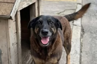 cao-orelha:-autopsia-nao-diz-causa-da-morte,-mas-nao-descarta-violencia