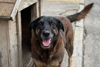 cao-orelha:-autopsia-nao-diz-causa-da-morte,-mas-nao-descarta-violencia