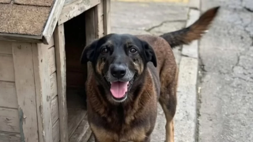 cao-orelha:-autopsia-nao-diz-causa-da-morte,-mas-nao-descarta-violencia