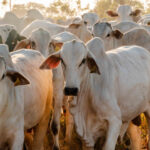 rebanho-bovino-do-tocantins-e-o-sexto-que-mais-cresceu-no-brasil,-com-39,2%-–-secom-to