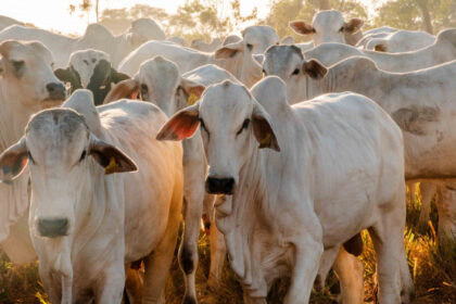 rebanho-bovino-do-tocantins-e-o-sexto-que-mais-cresceu-no-brasil,-com-39,2%-–-secom-to