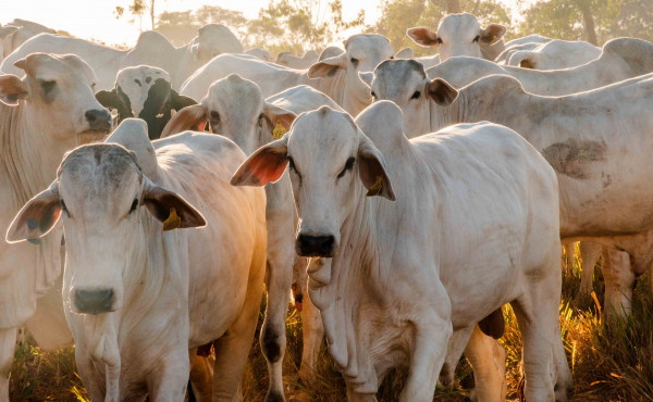 rebanho-bovino-do-tocantins-e-o-sexto-que-mais-cresceu-no-brasil,-com-39,2%-–-secom-to