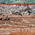 mpto-recomenda-que-prefeituras-do-sudeste-do-estado-coibam-descarte-irregular-de-restos-de-animais-em-lixoes