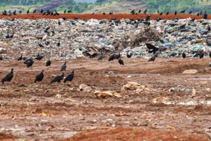mpto-recomenda-que-prefeituras-do-sudeste-do-estado-coibam-descarte-irregular-de-restos-de-animais-em-lixoes