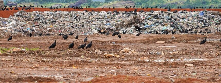 mpto-recomenda-que-prefeituras-do-sudeste-do-estado-coibam-descarte-irregular-de-restos-de-animais-em-lixoes