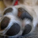 suspeito-de-transmitir-maus-tratos-de-animais-pela-internet-e-preso-pela-policia-em-fortaleza