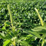 adapec-alerta-produtores-e-reforca-medidas-preventivas-contra-praga-que-ameaca-lavouras-–-secom-to