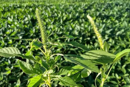 adapec-alerta-produtores-e-reforca-medidas-preventivas-contra-praga-que-ameaca-lavouras-–-secom-to