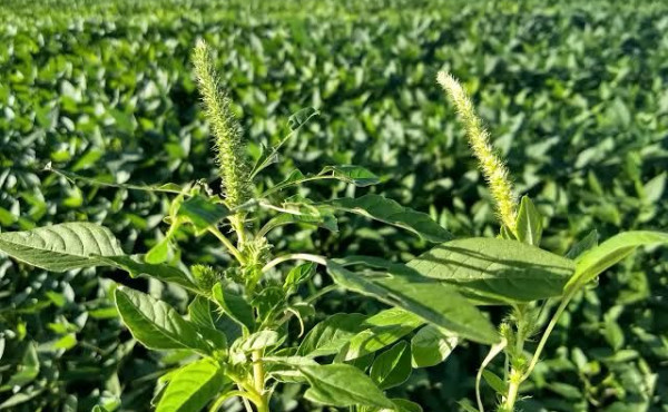 adapec-alerta-produtores-e-reforca-medidas-preventivas-contra-praga-que-ameaca-lavouras-–-secom-to