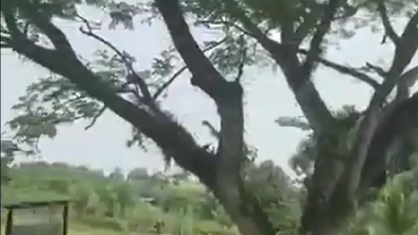 video-mostra-queda-de-aviao-militar-que-deixou-66-mortos-na-colombia