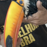 homem-leva-tucano-ferido-a-upa-e-vai-embora-antes-da-chegada-de-apoio-especializado;-entenda