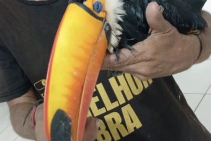 homem-leva-tucano-ferido-a-upa-e-vai-embora-antes-da-chegada-de-apoio-especializado;-entenda