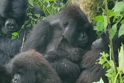 nascimento-raro-de-gemeos-gorilas-surpreende-parque-na-africa;-veja