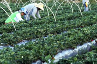 canal-gov-destaca-agricultura-familiar-no-novo-programa-campo-da-gente