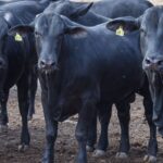 cmn-reduz-juros-de-financiamentos-a-cooperativas-rurais-pelo-pronaf